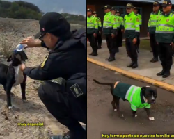 perrito